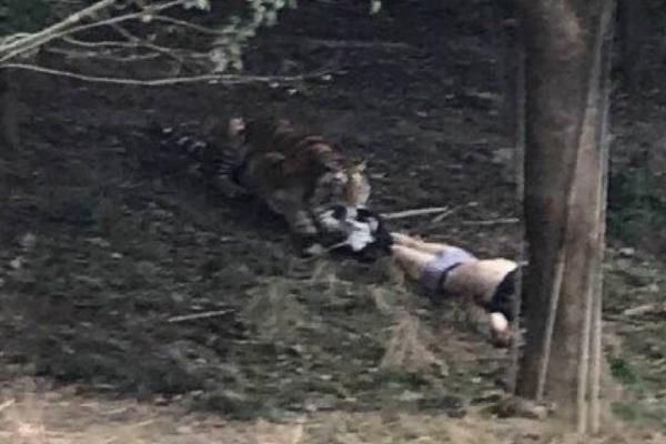 �����ϻ����˵��¼� 2017��������԰�ϻ�ҧ��7������Ƶʼĩ