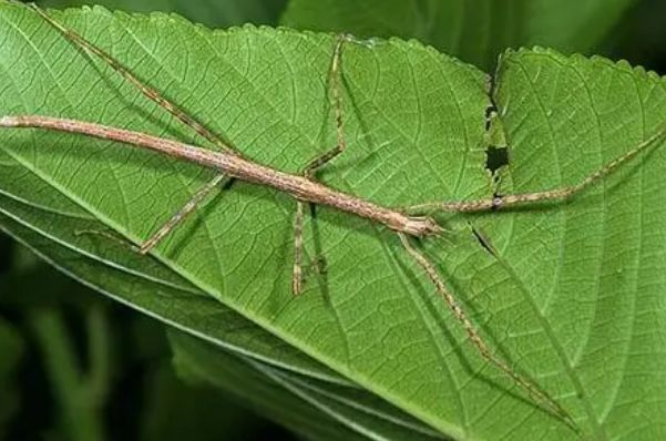 ���ĳ����ж����ʲô�� ���������ĳ�������