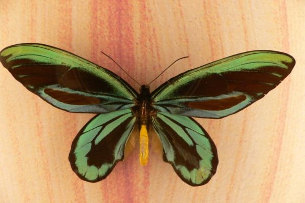 ���ĳ����ж����ʲô�� ���������ĳ�������