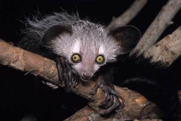 ָ����ʲô���� ָ�������ϰ�Գ�ʲô