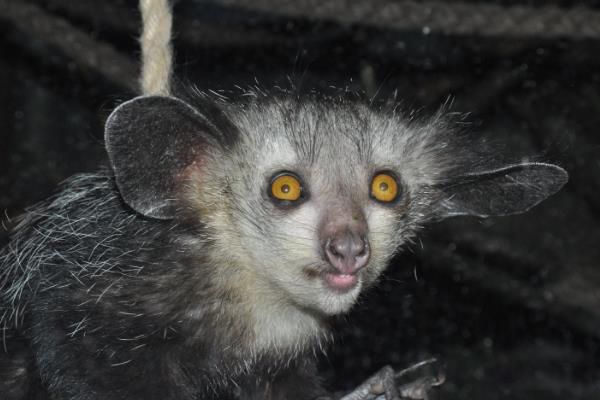 ָ����ʲô���� ָ�������ϰ�Գ�ʲô