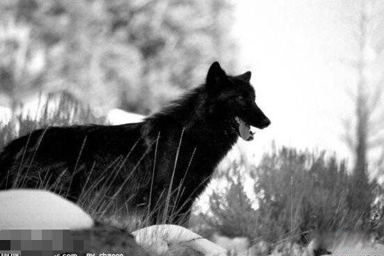 佛罗里达黑狼重新出现是否灭绝 被称为是世界上最美丽的狼