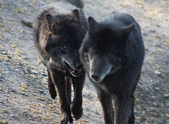 佛罗里达黑狼重新出现是否灭绝 被称为是世界上最美丽的狼