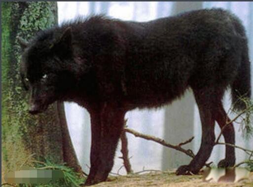 佛罗里达黑狼重新出现是否灭绝 被称为是世界上最美丽的狼