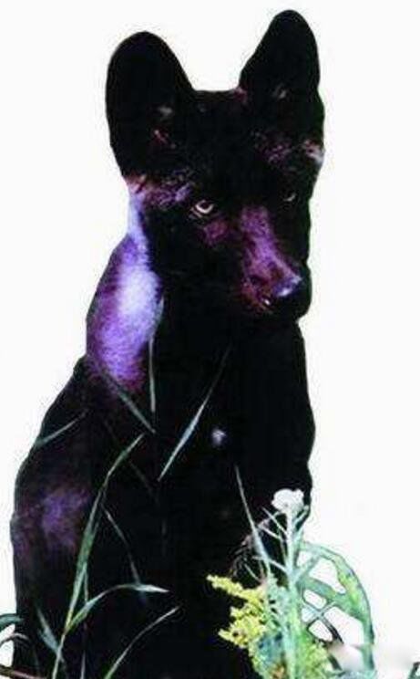 佛罗里达黑狼重新出现是否灭绝 被称为是世界上最美丽的狼