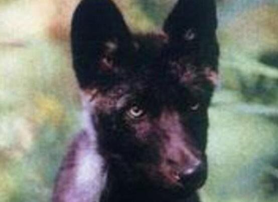 佛罗里达黑狼重新出现是否灭绝 被称为是世界上最美丽的狼