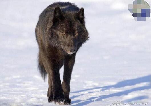 佛罗里达黑狼重新出现是否灭绝 被称为是世界上最美丽的狼