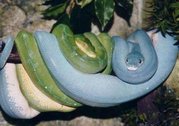 ������ʲô��˼ ����������������ͼƬ