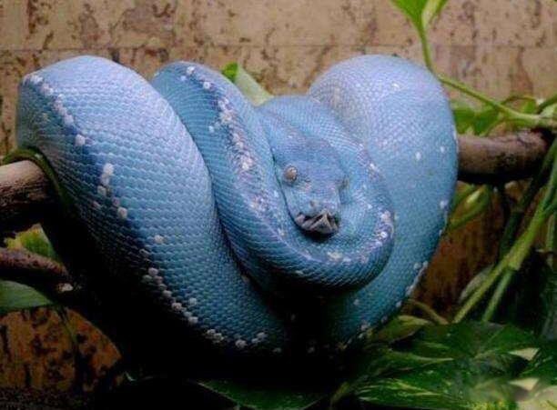 ������ʲô��˼ ����������������ͼƬ