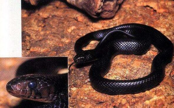 ������ʲô��˼ ����������������ͼƬ