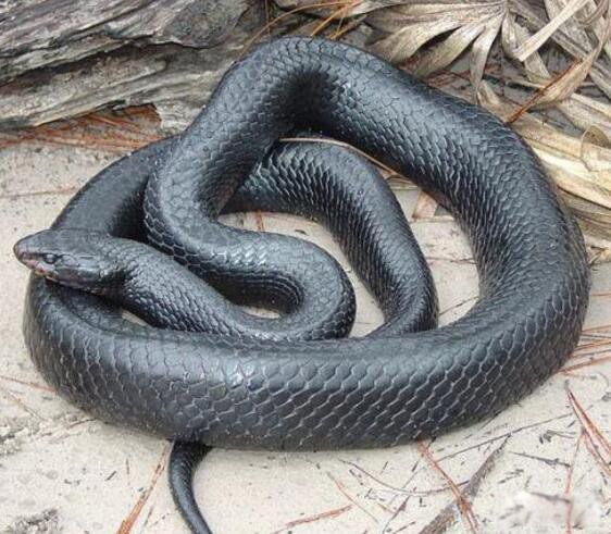 ������ʲô��˼ ����������������ͼƬ