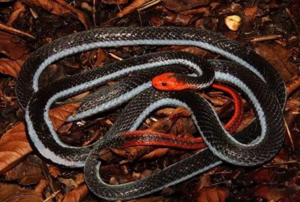 ������ʲô��˼ ����������������ͼƬ