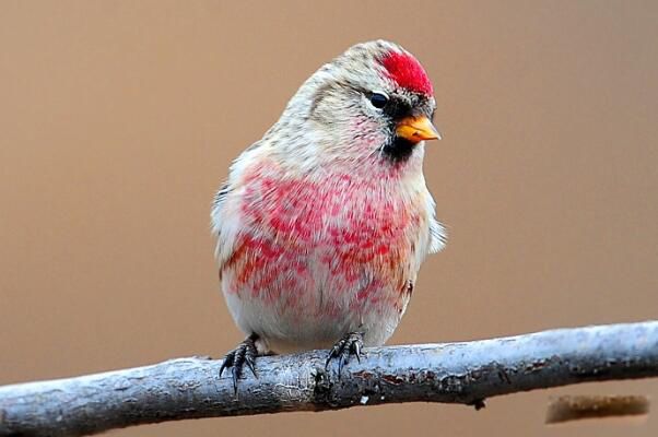 �����춥ȸ��ʲô���� �����춥ȸ�Ǳ���������