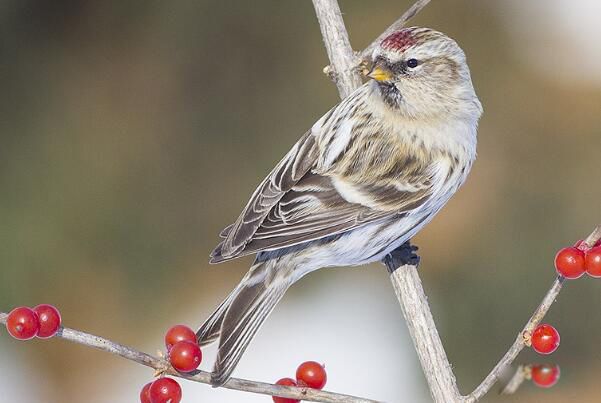 �����춥ȸ��ʲô���� �����춥ȸ�Ǳ���������