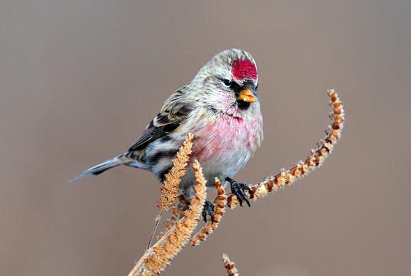 �����춥ȸ��ʲô���� �����춥ȸ�Ǳ���������