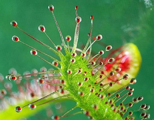 ʳ����������ʵͼƬ ʳ��������ܳ�����