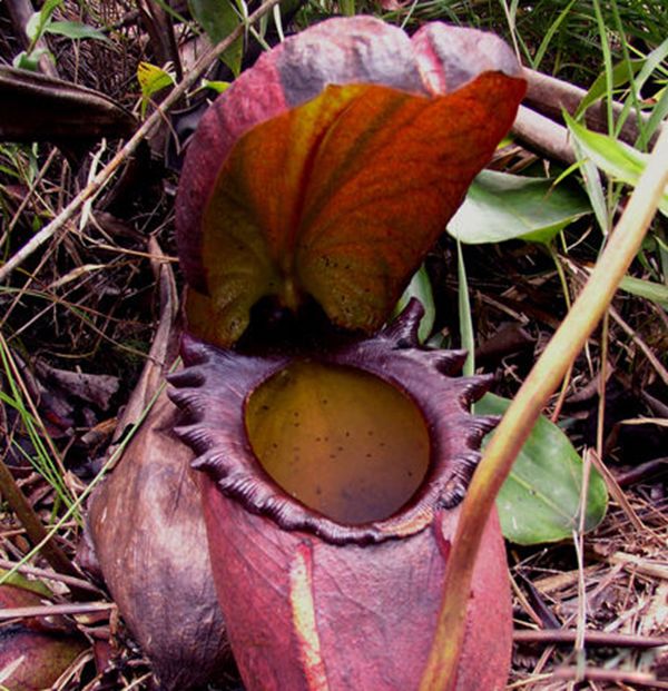 ʳ����������ʵͼƬ ʳ��������ܳ�����