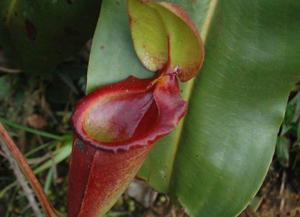 ʳ����������ʵͼƬ ʳ��������ܳ�����