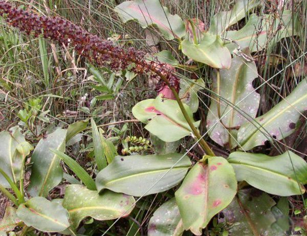 ʳ����������ʵͼƬ ʳ��������ܳ�����