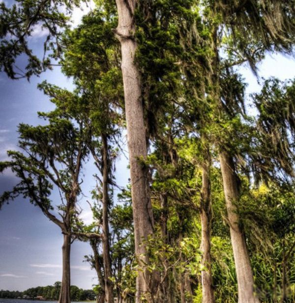 ʳ����������ʵͼƬ ʳ��������ܳ�����