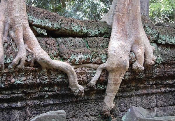 ʳ����������ʵͼƬ ʳ��������ܳ�����