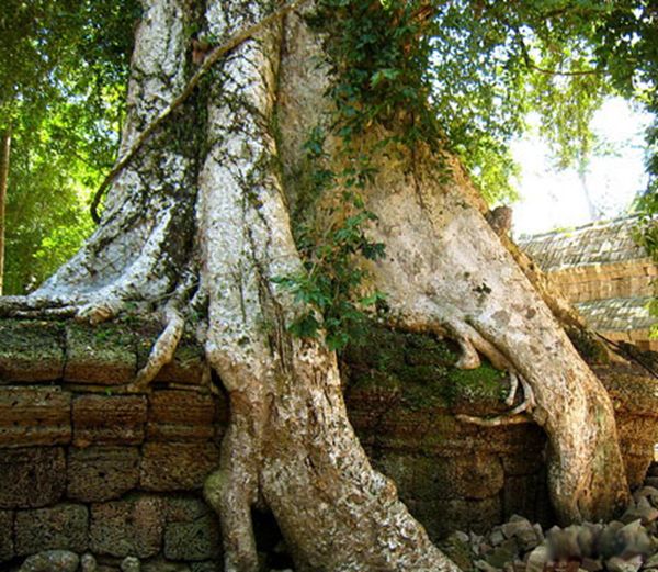 ʳ����������ʵͼƬ ʳ��������ܳ�����