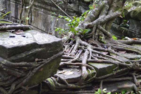 ʳ����������ʵͼƬ ʳ��������ܳ�����