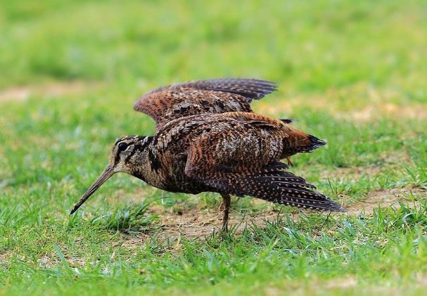 �����ǹ��ұ��������� һ����޵���,��·һ��һ�ε�