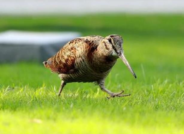 �����ǹ��ұ��������� һ����޵���,��·һ��һ�ε�