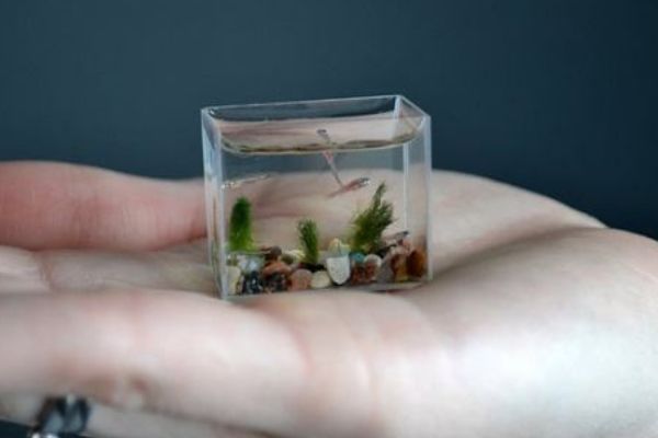 ��������С�����ж�С? �ж��س�ʲô�����ҿ���