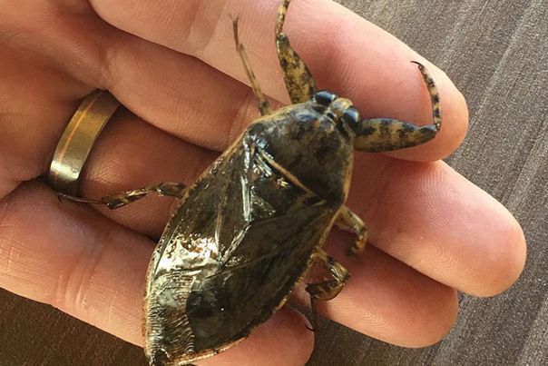 ���ĳ����ж����ʲô�� ���������ĳ�������