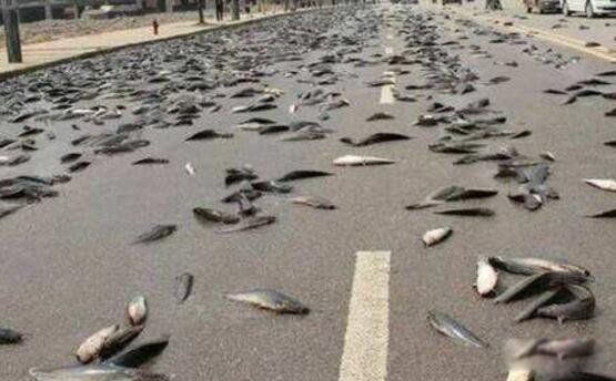 空中降鱼最早出现在哪里 空中降鱼的诡异天气是什么原因