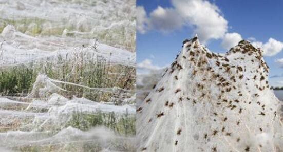 空中降鱼最早出现在哪里 空中降鱼的诡异天气是什么原因