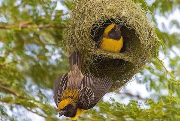 ֯����Ϊʲô��֯������ ֯�������ͼƬ