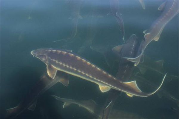 ��������ʲô���� ��ʳ�Զ�����Ϣ�ڳ�������