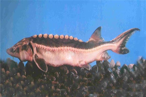 ��������ʲô���� ��ʳ�Զ�����Ϣ�ڳ�������