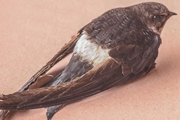 ����������Ҫ�ֲ������� ��4�����ַֻ�����ϰ�����