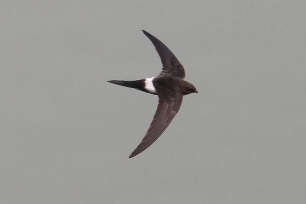 ����������Ҫ�ֲ������� ��4�����ַֻ�����ϰ�����