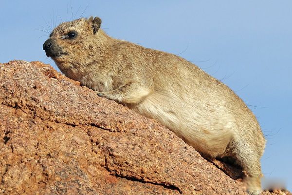蹄兔是兔子吗 蹄兔是什么动物图片
