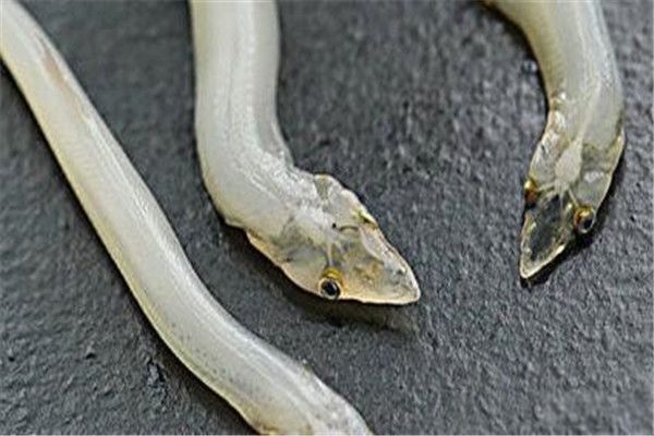 �������ж��� ���������߻�������?Ϊʲô