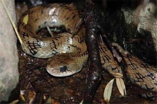 ��Ȫ���Ƕ����� ��Ȫ���Ǳ���������