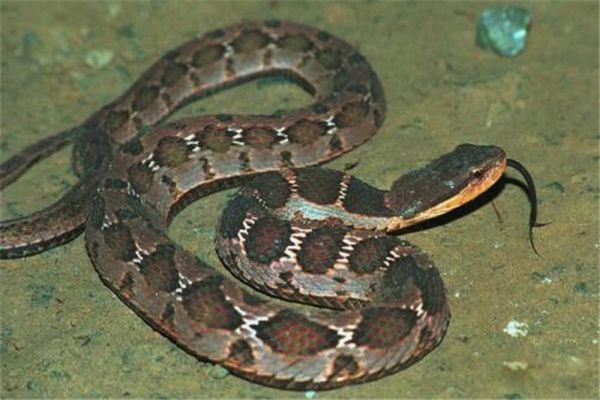 ��Ȫ���Ƕ����� ��Ȫ���Ǳ���������