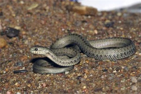 ��Ȫ���Ƕ����� ��Ȫ���Ǳ���������