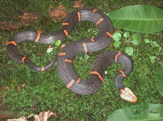 ϲ�����Ű�ͷ�߻�ҧ����ô ϲ�����Ű�ͷ�����϶��Դ���