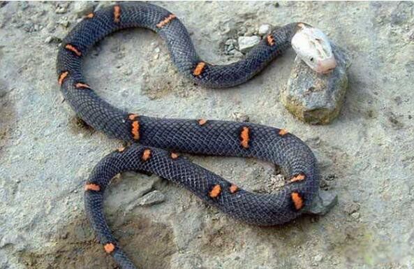 ϲ�����Ű�ͷ�߻�ҧ����ô ϲ�����Ű�ͷ�����϶��Դ���