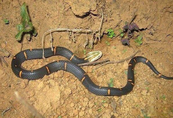 ϲ�����Ű�ͷ�߻�ҧ����ô ϲ�����Ű�ͷ�����϶��Դ���