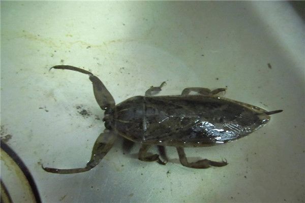 ˮЫ�ӳ�ʲô����ͼƬ ��Һ�ܽ������ڻ�,���峤���ж೤