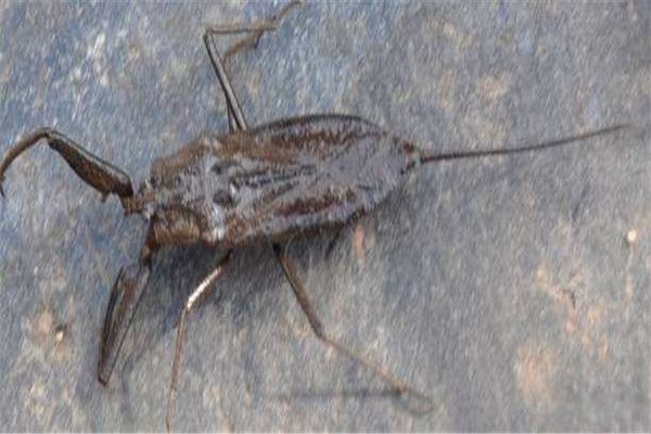 ˮЫ�ӳ�ʲô����ͼƬ ��Һ�ܽ������ڻ�,���峤���ж೤