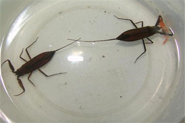 ˮЫ�ӳ�ʲô����ͼƬ ��Һ�ܽ������ڻ�,���峤���ж೤