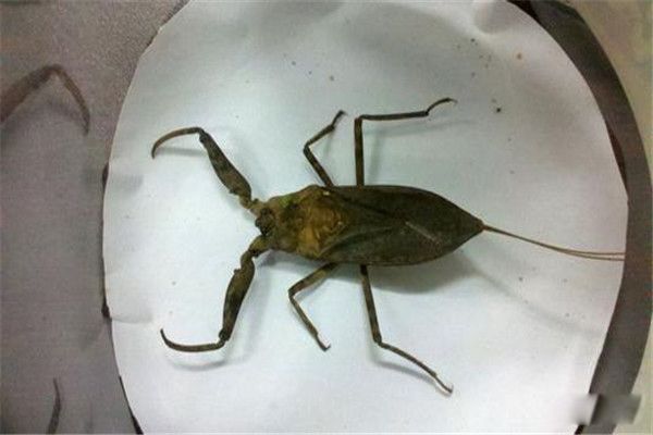 ˮЫ�ӳ�ʲô����ͼƬ ��Һ�ܽ������ڻ�,���峤���ж೤